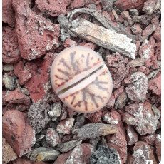 Red Coral - Seed